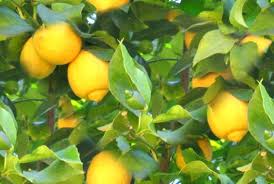 Wonders of lemon